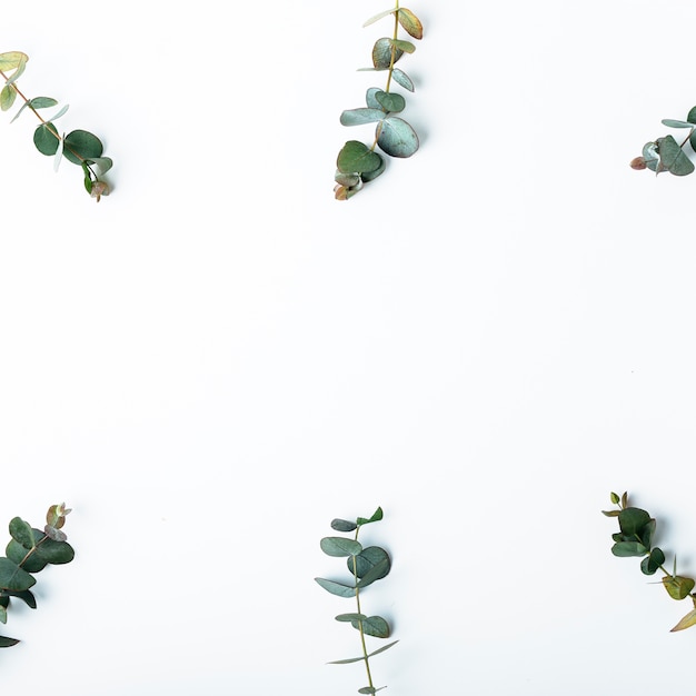 Top view of green leaves