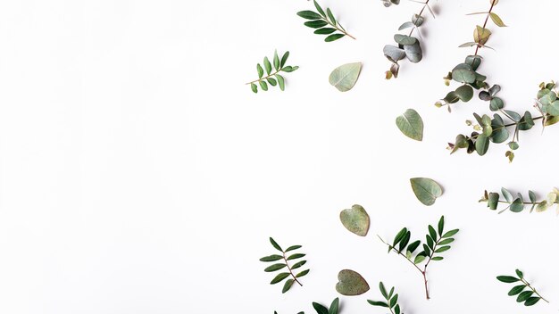 Top view of green leaves