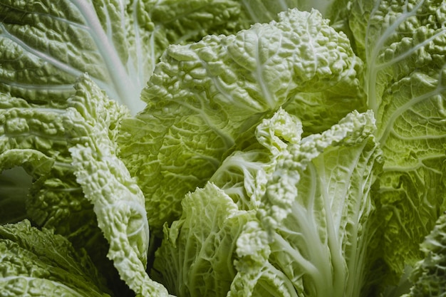 Top view green lettuce close-up background