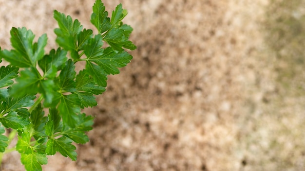 Free photo top view green parsley with copy space