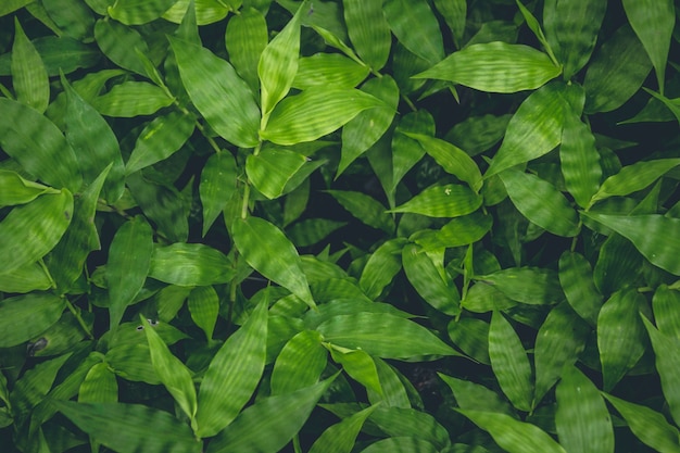 Top view of green plants growing background