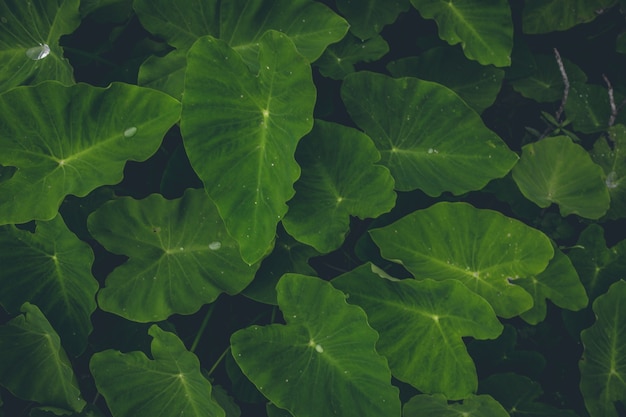 Top view of green plants