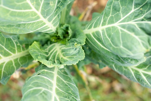 Top view green salad leaves