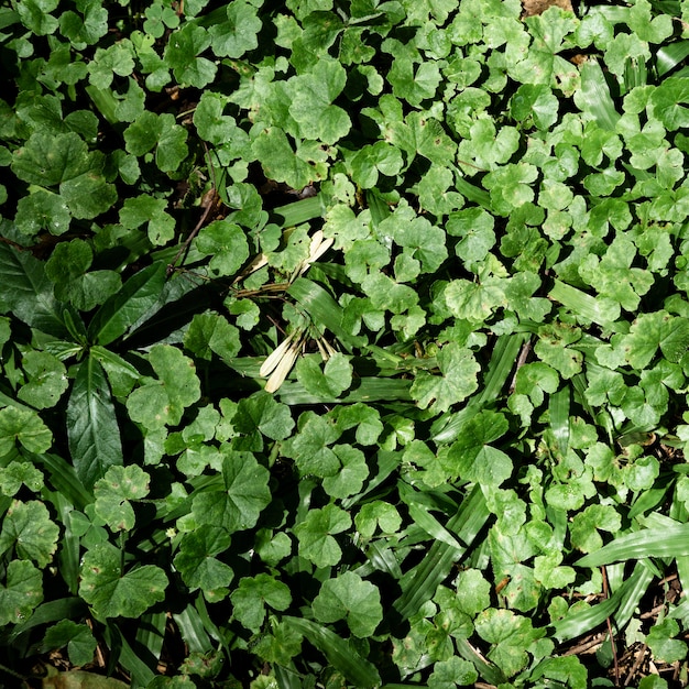 Top view green tropical leaves and flowers background