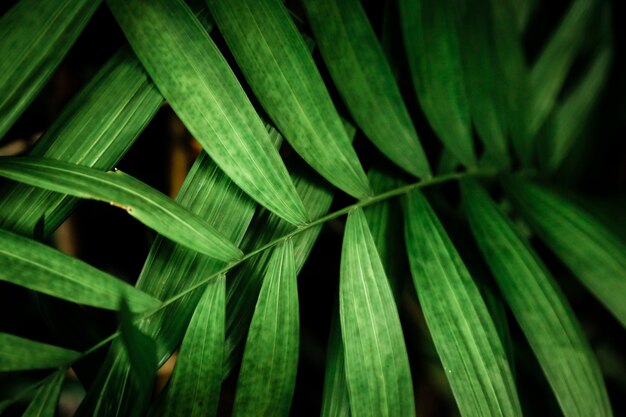 Top view  green tropical leaves 