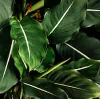 Free photo top view green tropical leaves