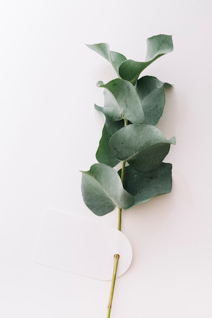 Top view of green twig with blank tag isolated on white background