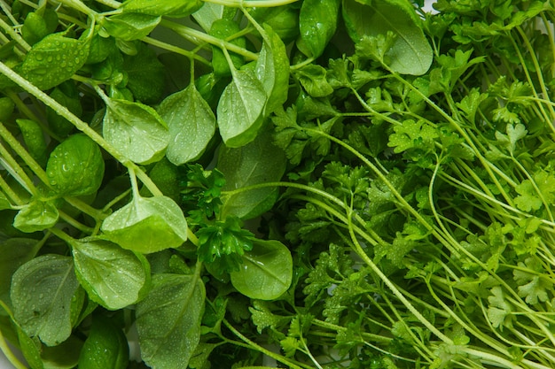 Top view greens leaf vegetables. horizontal