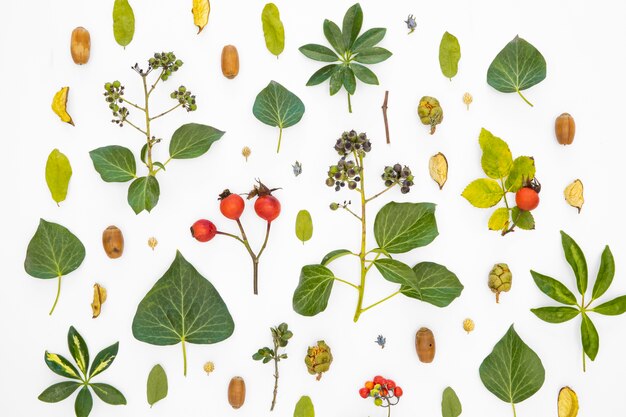 Top view group of green leaves and flowers