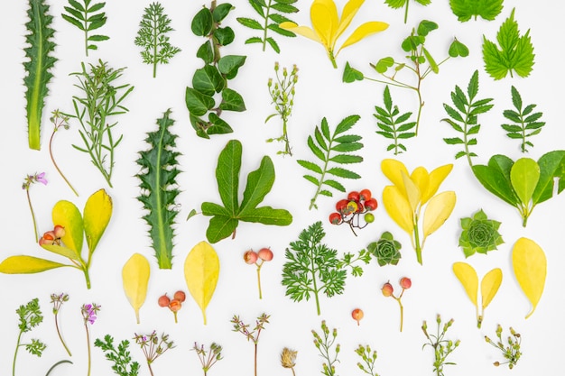 Top view group of green leaves and flowers