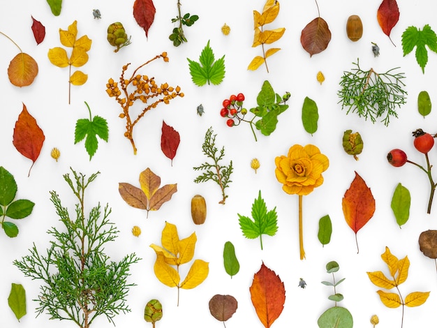 Top view group of green leaves with flowers