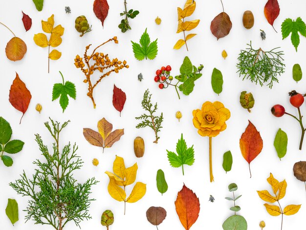 Top view group of green leaves with flowers