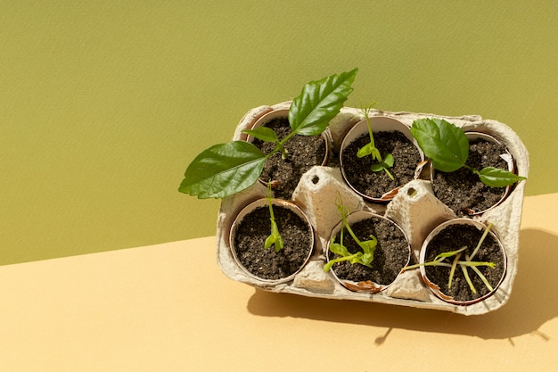 Top view of growing plants