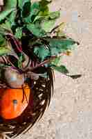 Free photo top view half basket with pumpkin and radishes