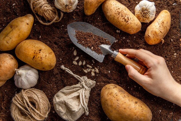 Top view of hand holding garden tool with potatoes