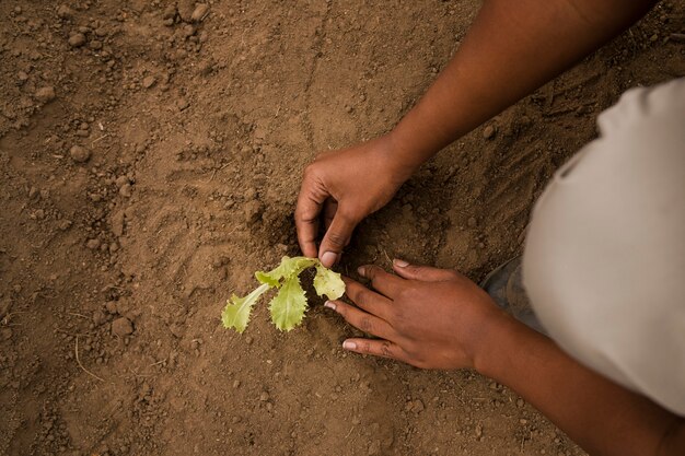 Top view hands gardening