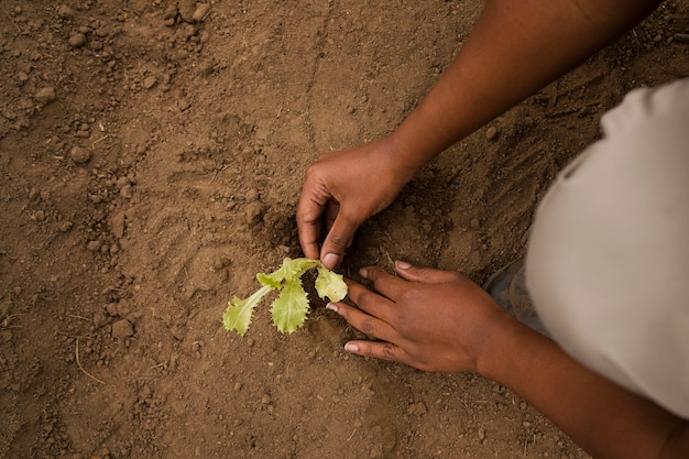 Top view hands gardening