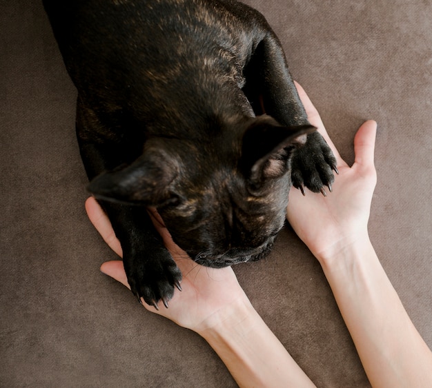 Top view hands holding little puppy