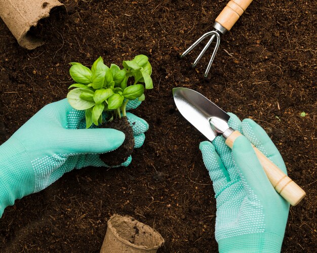 Top view hands planting flower