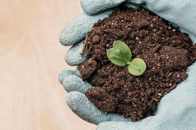 Top view of hands with gloves holding soil and plant with copy space