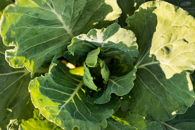 Top view healthy lettuce leaves