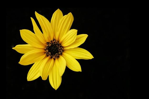 Top view of a Helianthus angustifolius sunflower isolated