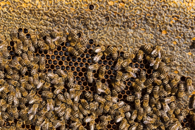 Top view honeycomb