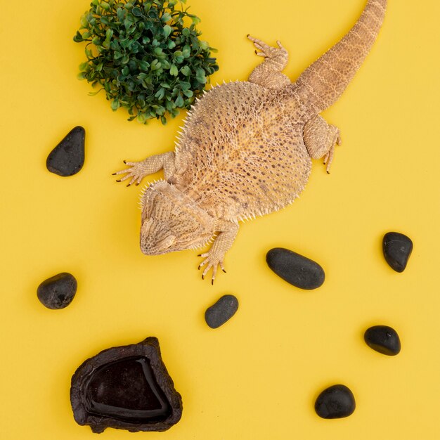 Top view of iguana pet with rocks and vegetation