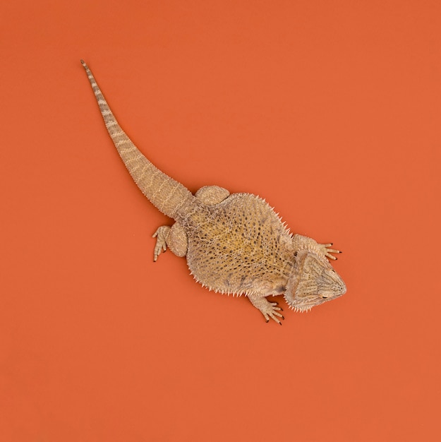 Top view of iguana reptile
