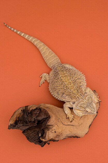 Top view of iguana sitting on piece of wood