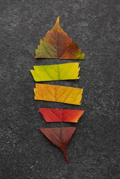 Foto gratuita vista dall'alto di piombo costituito da foglie di diversi colori