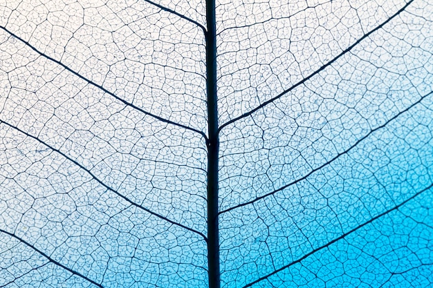 Top view of leaf lamina texture