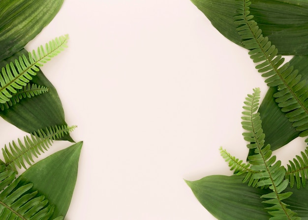 Top view of leaves and ferns with copy space