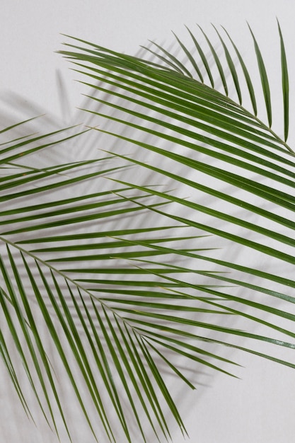 Top view leaves foliage