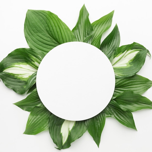 Top view of leaves frame concept with copy space