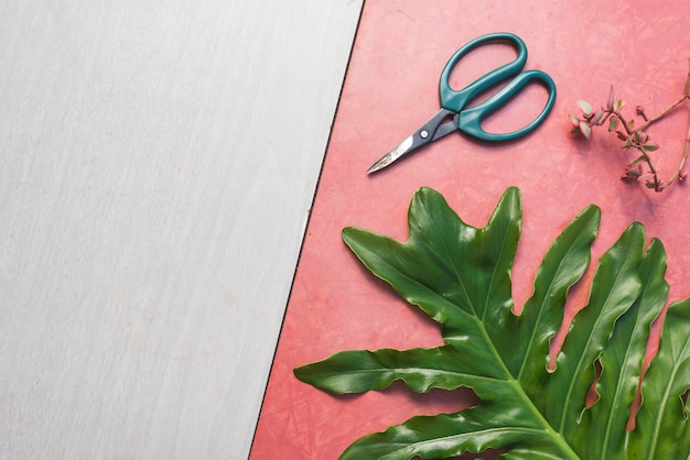 Top view leaves and scissors