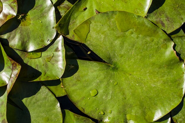 Top view of leaves with water drops