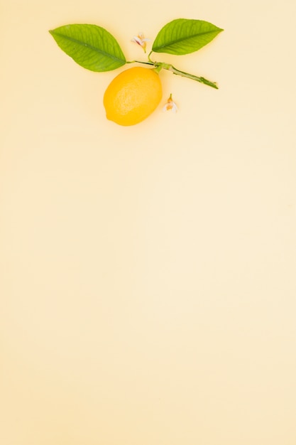 Вид сверху лимон в ветке