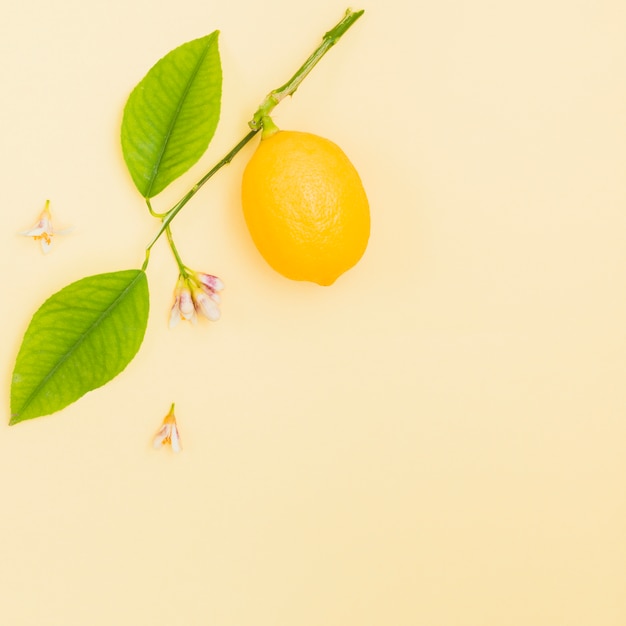 Top view lemon on a branch
