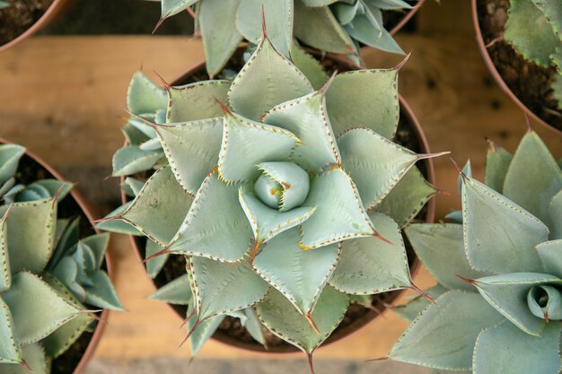 木製の表面に立っている鍋の薄緑色の多肉植物の上面図