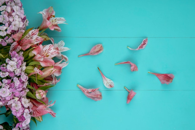 Top view of light pink flowers with petals on a light blue surface