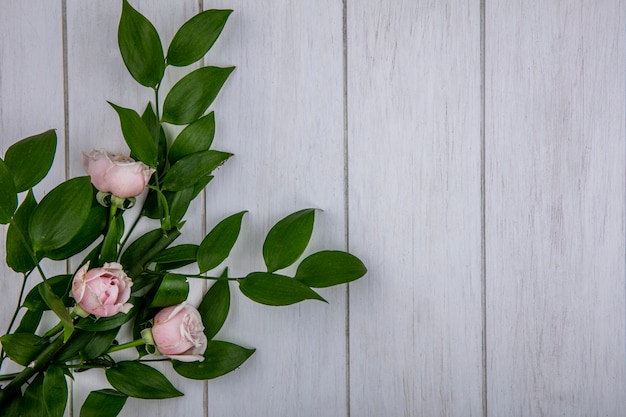 Top view of light pink roses with leaves on a gray surface