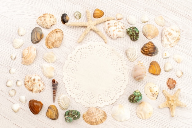 Top view little sea shells different formed and colored on the white background sea ocean sea water shell