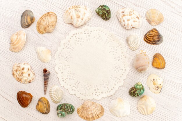 Top view little sea shells different formed and colored on white background sea ocean sea water shell