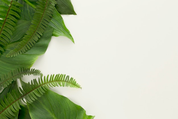 Top view of lots of leaves and ferns