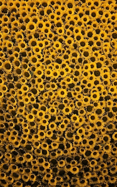 Vista dall'alto di un sacco di girasoli