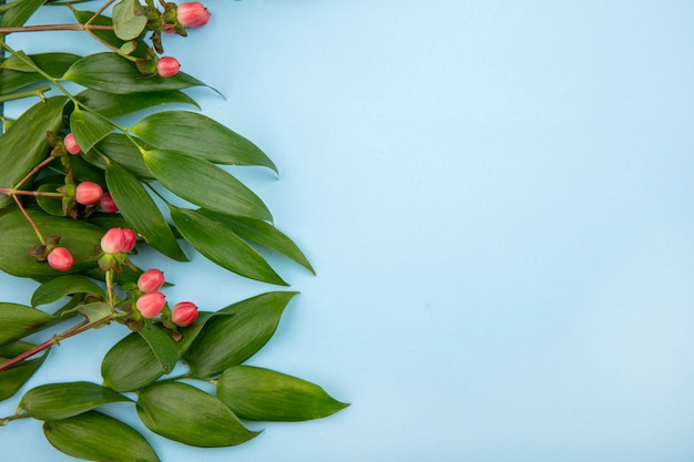 Top view of lovely hypericum berries with leaves on blue surface