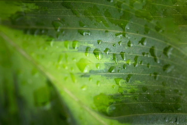 Top view of macro water drops on leaf