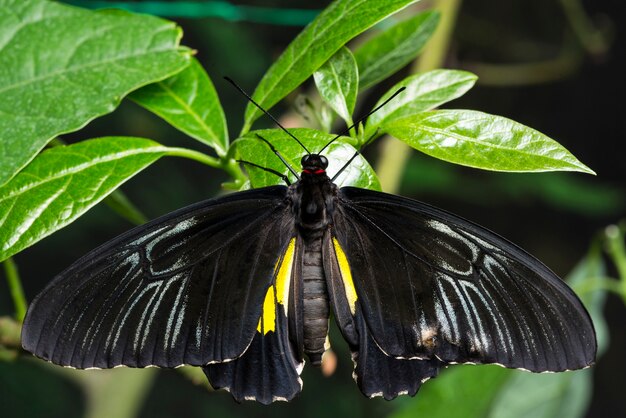 Top view majestic black butterfly