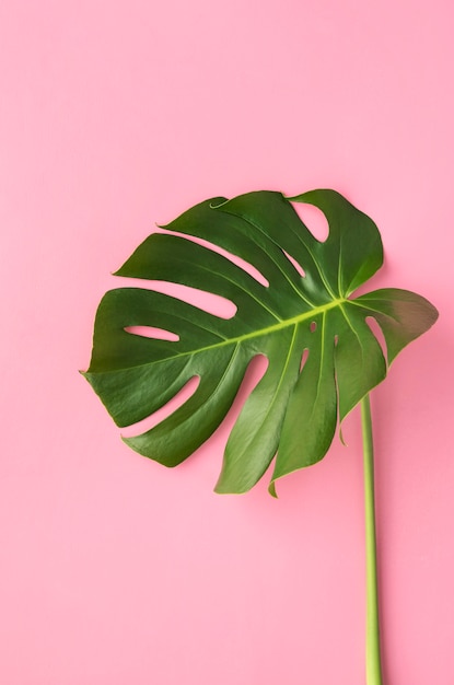 Free photo top view minimal tropical plant composition